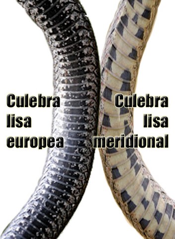 Culebra lisa meridional culebra lisa europea diferencias