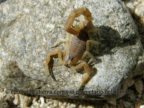 Escorpion amarillo, buthus occitanus