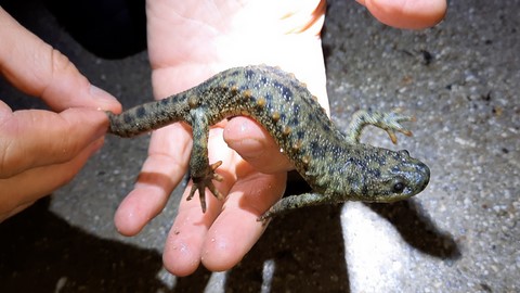 Gallipato. Pleurodeles waltl