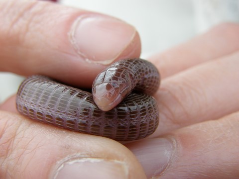 culebrilla ciega. Blanus cinerea.