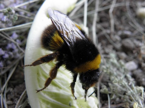 Abejorro común. Bombus terrestris