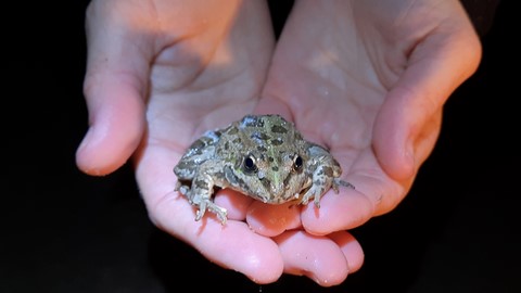 Sapillo pintojo inofensivo