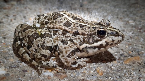 Sapillo pintojo